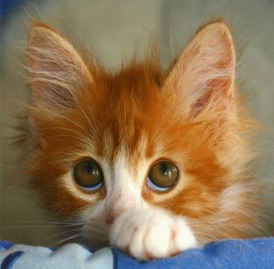 cute_kitten_eyes.jpg